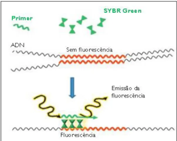 Figura 6: Princípio de deteção utilizando o corante SYBR Green I (adaptado de Rodriguez-Lazaro &amp; 