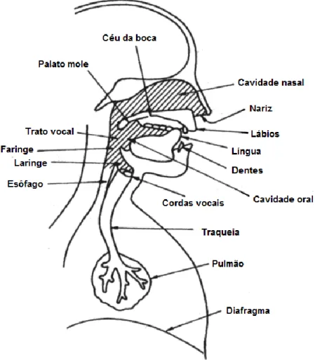 Figura 2-1 – Aparelho Fonador 