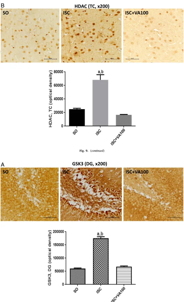 Fig. 10. The valproic acid (VA) treatment partly or completely reversed the GSK3 immunoreactivity in the dentate gyrus (DG) and temporal cortex (TC), respectively, seen in the untreated ischemic-rats