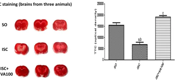 Fig. 1. The valproic acid (VA) treatment attenuates brain ischemic areas, as evaluated by TTC staining