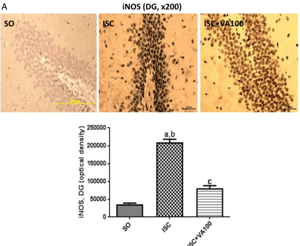 Fig. 7. The valproic acid (VA) treatment partly or completely reversed the iNOS immunoreactivity, in the dentate gyrus (DG) and temporal cortex (TC), respectively, seen in the untreated ischemic-rats