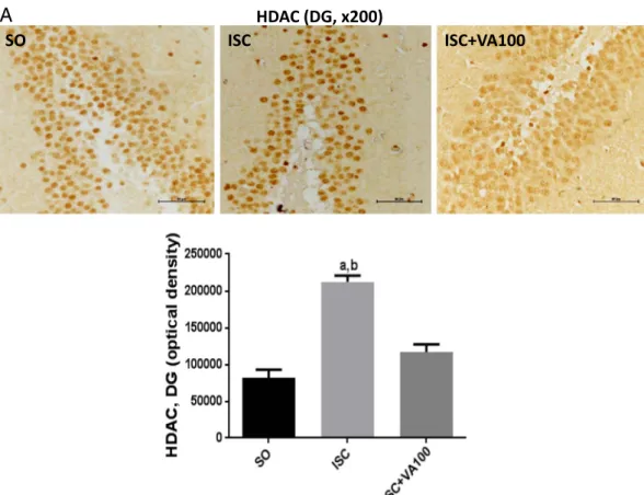 Fig. 9. The valproic acid (VA) treatment partly or completely reversed the HDAC immunoreactivity in the dentate gyrus (DG) and temporal cortex (TC), respectively, seen in the untreated ischemic-rats