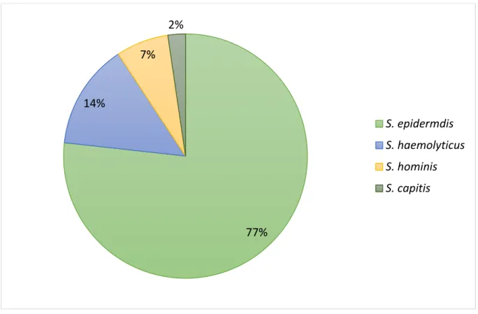 Gráfico 1: Percentual das espécies de Estafilococos Coagulase Negativos avaliados  neste estudo