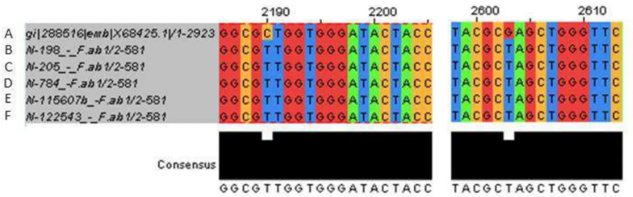 Figura  2:  Alinhamento  múltiplo  da  sequência  selvagem  da  região  V  do  gene  do  RNAr23S  das  cepas  A  -  S