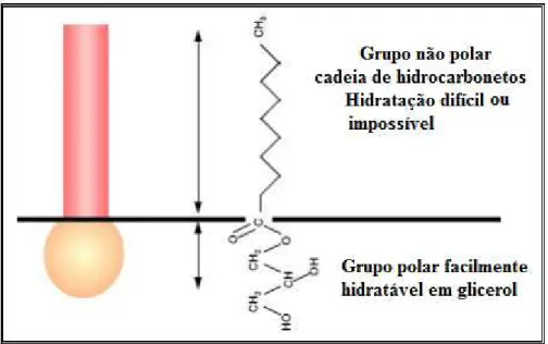 Figura 2. Característica anfifílica do emulsificante (Santos, 2008). 