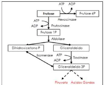 Figura 4. Metabolismo da Frutose (Champe et al., 2006). 