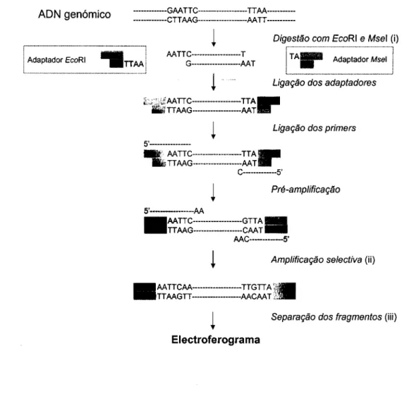 Ilustração 2.6 - Esquema do procedimento para análise por AFLP de genomas complexos. 