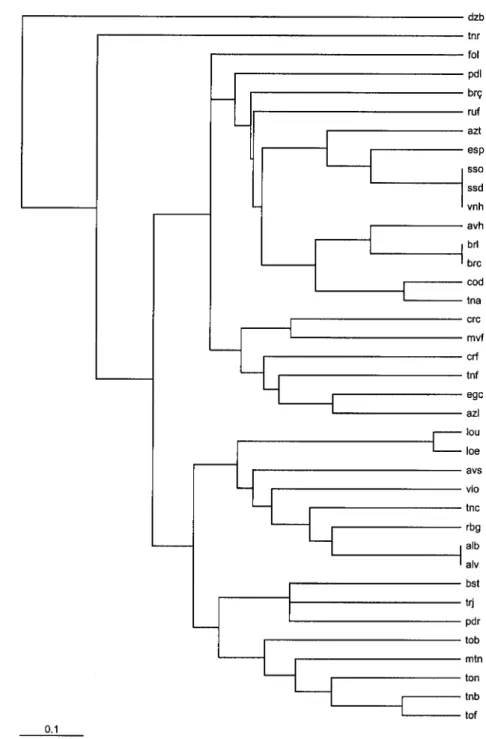 Ilustração 4.4 - Fenograma rectangular das 38 castas estudadas. A distância genética usada  para a sua construção foi (-log[proporção dos alelos partilhados])