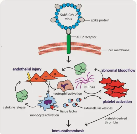 Fig. 1 The pathophysiological mechanisms underlying  COVID-19-associated coagulopathy.