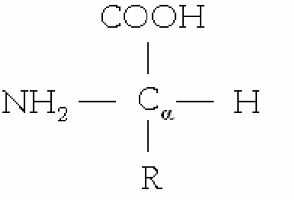 Figura 3.1 – Representação estrutural de um aminoácido na forma neutra [09] 