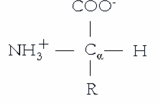 Figura 3.2  –  Representação estrutural de um aminoácido na forma zwitteriônica [09] 