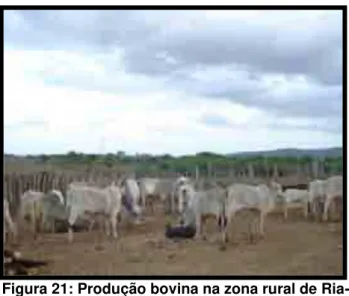 Figura 21: Produção bovina na zona rural de Ria-  chão. 