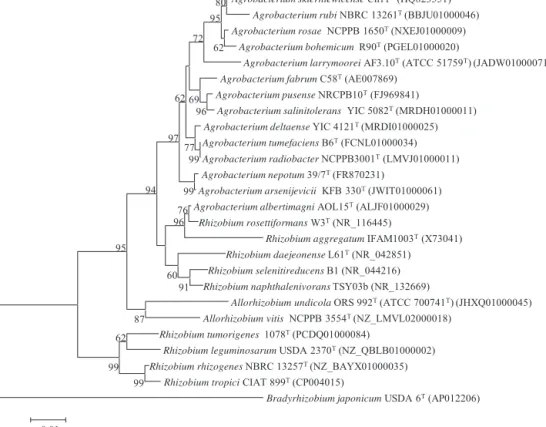 Fig. 1. Neighbour-joining phylogenetic rooted tree based on rrs gene sequences (1380 nt) showing the taxonomic location of the species from Agrobacterium, Rhizobium and Allorhizobium able to induce pathogenic symptoms in plants