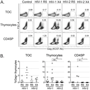 FIG 3 Limited replication of HIV-2 in human thymocytes. Viral production at the single-cell level was determined by flow cytometry using the anti-Gag antibody (Ab) KC57 at 10 days postinfection of TOCs, total thymocytes, or CD4SP thymocytes with R5- or X4-
