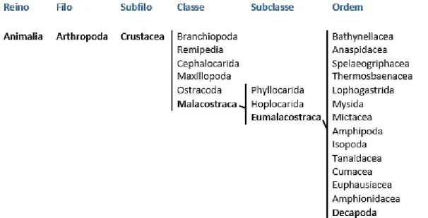 Figura 1 - Classificação do Subfilo Crustacea, de acordo com Martin &amp; Davis (2001).