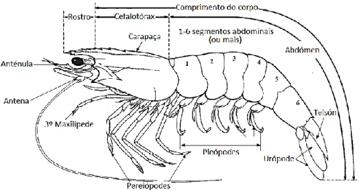 Figura 3 - Morfologia externa das lagostas do género Metanephros. Adaptado de Chan (2008)