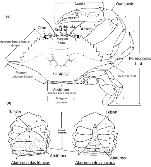 Figura 4 - Morfologia externa dos caranguejos da infraordem Brachyura (Família Portunidae)