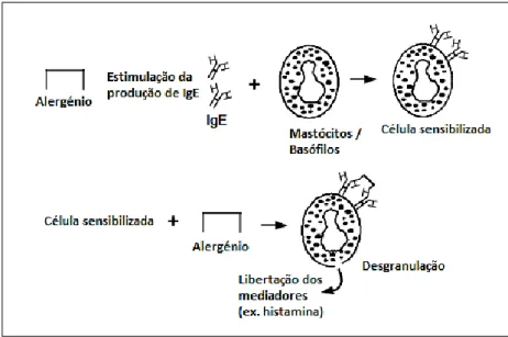 Figura 5 - Mecanismo da alergia alimentar mediada pela IgE. Adaptado de Steve &amp; Susan (2005)