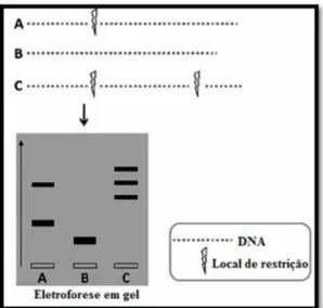 Figura  7  -  Representação  esquemática  do  método  PCR-RFLP.  As  espécies  (A,  B  e  C)  são  identificadas através da corrida dos fragmentos de restrição numa eletroforese em gel