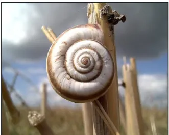Figura 7. Espiral do Caramujo 