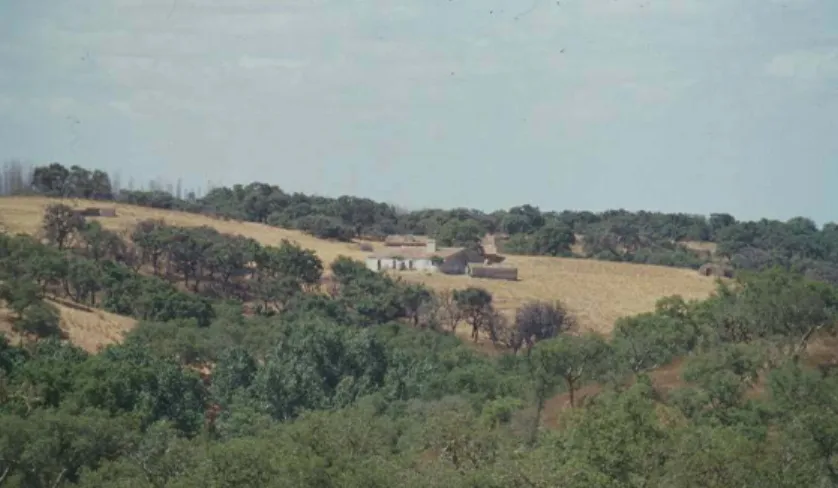 Fig. 2.5. Picture of an abandoned “monte” in the study area. 