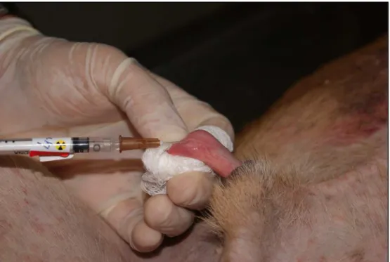 FIGURA 4 - Injeção de 0,2 ml de fitato de Tecnécio-99-mCi intradérmica, com agulha de insulina na glande peniana dos cães