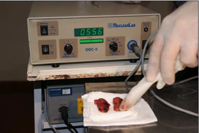 FIGURA 12 - Contagem da captação da radiação do LS corado com azul patente ex vivo.