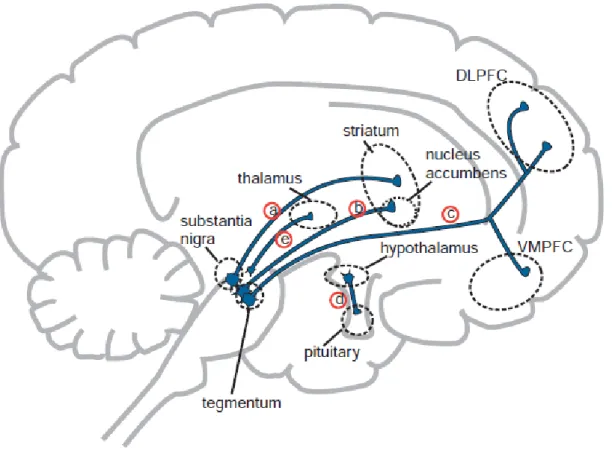 Figura 2 Vias dopaminérgicas e suas regiões específicas 
