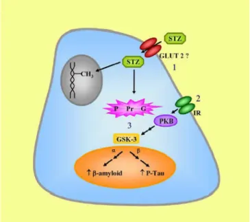 Figura 4 – Provável mecanismo de ação da STZ na célula. 1. 