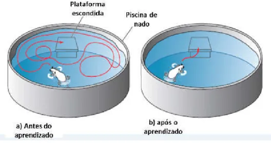Figura  8  –  Labirinto  aquático  de  Morris.  ( Desenho da retenção.