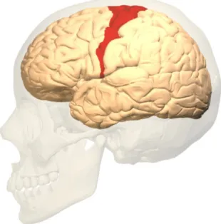 Figure 1.7: Map of the body in the human brain. The cerebral cortex has been “inflated”