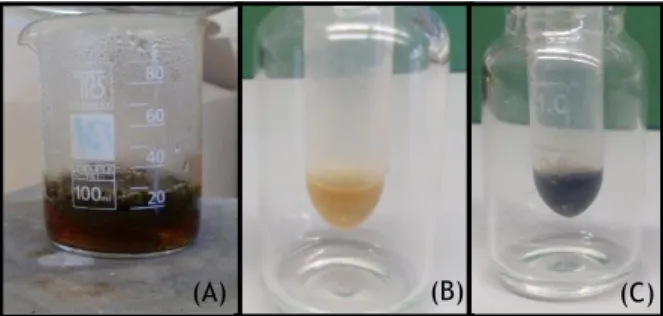 Figura  1.  (A)  Preparação  do  extrato  das  folhas  de  carvalho;  (B)  Extrato  das  folhas  de  carvalho  e  (C)  Mistura  do  extrato  das  folhas  de  carvalho  com  o  Fe(III) para a produção das nZVIs