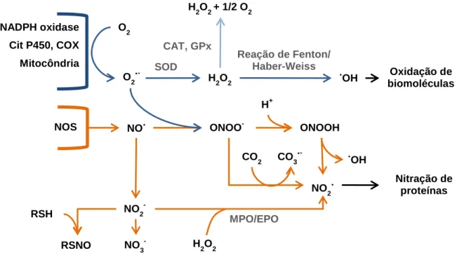 Fig. 1.1: Formação de espécies reativas de oxigénio e de azoto. Adaptado de [8 - 11]. 
