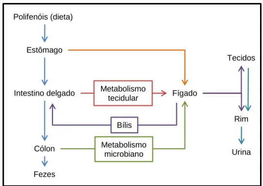 Fig. 2.8: percurso dos polifenóis e dos seus metabolitos no organismo. Adaptado de [70]
