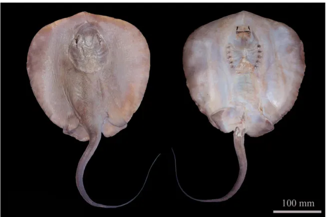 Fig.  4.  The  specimen  of  the  Caribbean  whiptail  stingray,  Styracura  schmardae,  captured  at  the  limit  of  it  distribution range in the soputhwest Atlantic