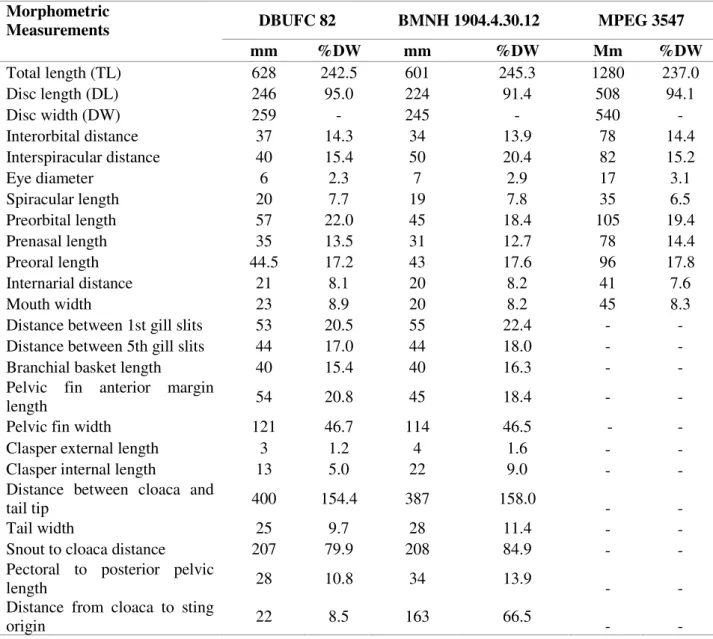 Table  1.  Morphometric  measurements  of  the  Caribbean  whiptail  stingray,  Styracura  schmardae,  specimen  (DBUFC  82)  captured  at  Icapuí,  Ceará  state,  northeastern  Brazil,  Southwest  Atlantic