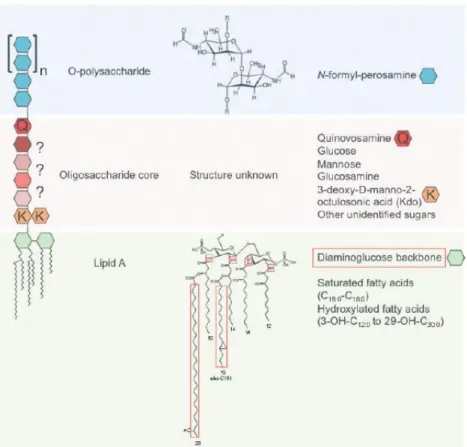 Figura 2. Estrutura do LPS de Brucella, constituído pelo Lípido A, core de oligossacárido e  o polissacárido O [11]