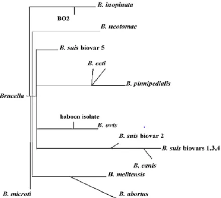 Figura 3. Árvore filogenética representando as relações entre as espécies reconhecidas  de Brucella [77]