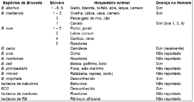 Tabela  1.  Espécies  de  Brucella,  incluindo  as  novas  estirpes,  os  respetivos  hospedeiros  e  patogenicidade para o Homem [2]