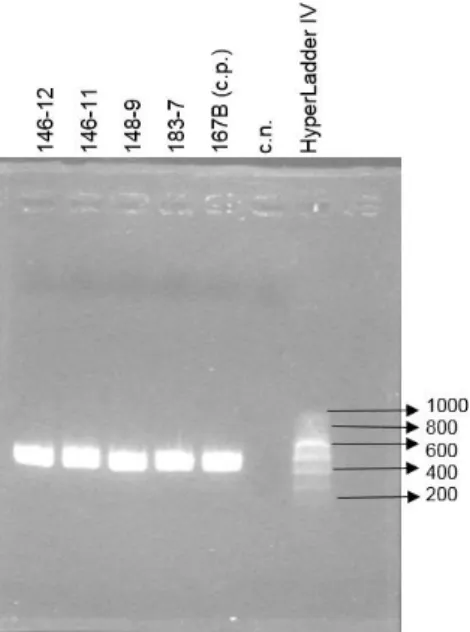 Figura 4. Produtos de amplificação do gene BAB1_0296 separados por eletroforese em gel de  agarose a 1,5% corado com GelRed®