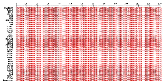 Figura  7.  Alinhamento  dos  primeiros  130  nucleótidos  das  sequências  obtidas  para  o  gene  BAB1_0296.