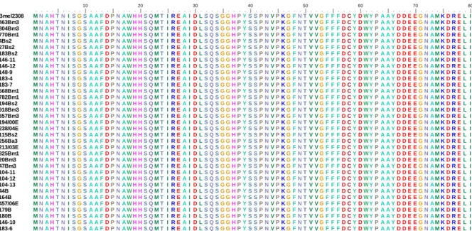 Figura  8.  Alinhamento  dos  primeiros  80  resíduos  da  sequência  de  aminoácidos  do  gene  BAB1_0296