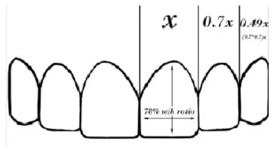 Figura 3 - Proporção RED: 70% para os dentes de tamanho normal (Adaptada de Dashti et al., 2017) 