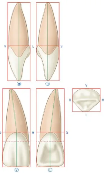 Figura 5 - Esquema das diferentes faces do incisivo central maxilar direito (11) (Adaptada de Tilotta,  Lévy, &amp; Lautrou, 2018) 