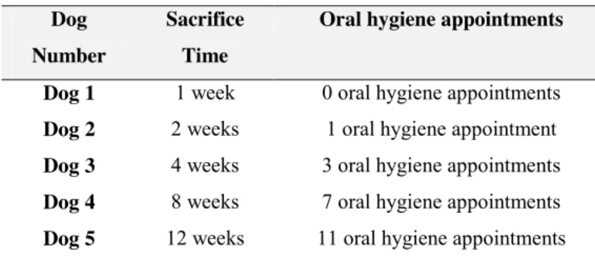 Table  2.2.  Oral  hygiene  appointments  after  the  first  surgery  and  before sacrifice of each dog