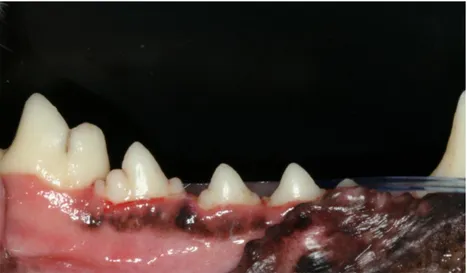 Figure 2.10. The four premolars in the third quadrant prior to extraction. 