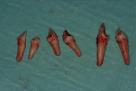 Figure 2.14. First, second, third and fourth Beagle premolars after tooth extraction. 