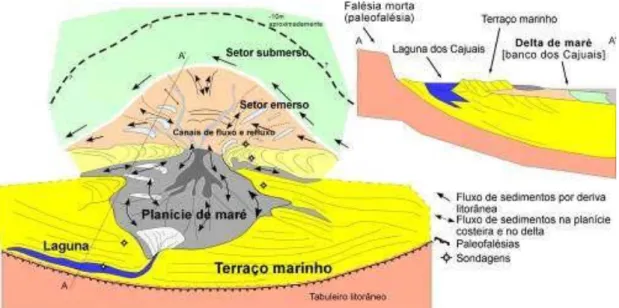 FIGURA 03: Ilustração evidenciando as estruturas morfológicas e fluxos sedimentares da região na formação do  delta de maré
