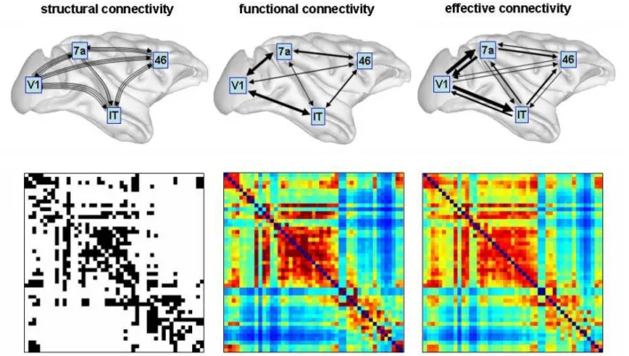 Figure 2.1-1 – Modes of brain connectivity. Top brain images illustrate structural connectivity (fiber pathways), functional connectivity  (correlations), and effective connectivity (information flow) among four brain regions in macaque cortex, respectivel