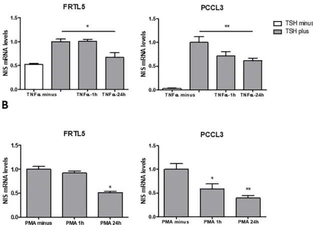 Fig 1. Effect of TNF-α and PMA on NIS transcriptional expression in non-neoplastic, TSH-responsive thyroid follicular cell lines